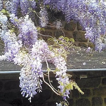 Maison Du Tertre Bed & Breakfast