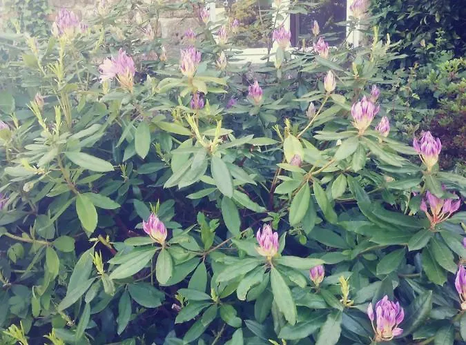 Bed & Breakfast Maison Du Tertre Lonlay-l'Abbaye